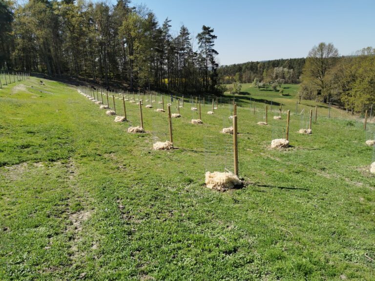 Haselnüsse in Thüringen | Projektstart 2018