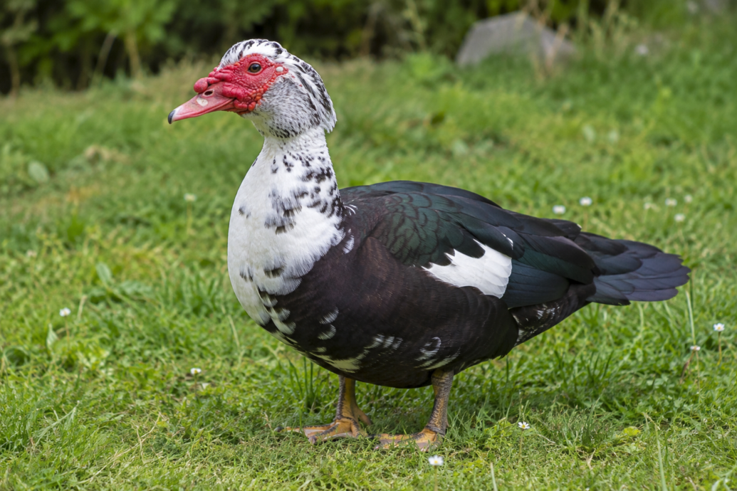 Ente | Flugentenerpel