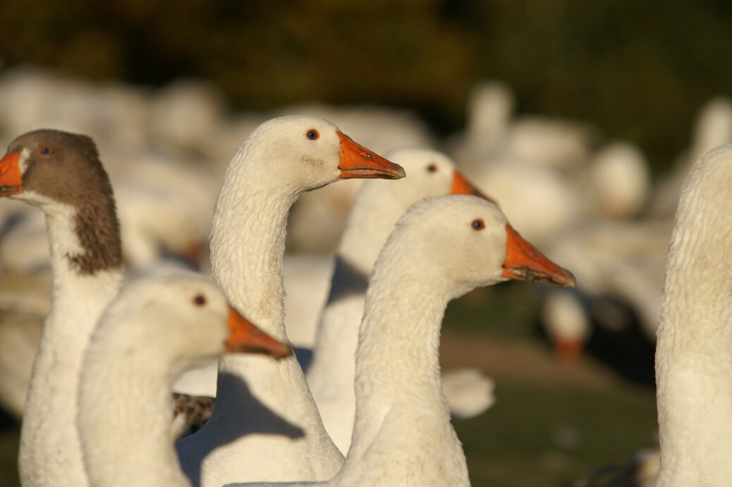 Gans | Weidemastgans (Freiland)